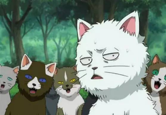 盤點(diǎn)二次元名寵,貓的地位不容動搖